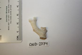 Media type: image;   Invertebrate Zoology CNID-2774 Description: Preserved specimen.;